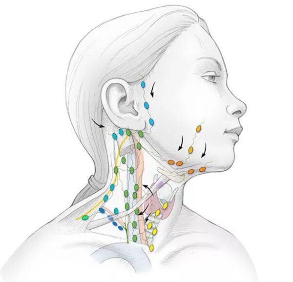 Подчелюстные лимфоузлы расположение схема Золотые рецепты фитотерапии: очищение лимфы в один прием Лимфатическая система, 