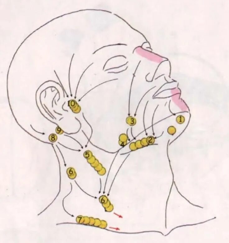 Подчелюстные лимфоузлы расположение схема Схема оттока лимфы от головы и шеи Beauty hacks, Fictional characters, Art