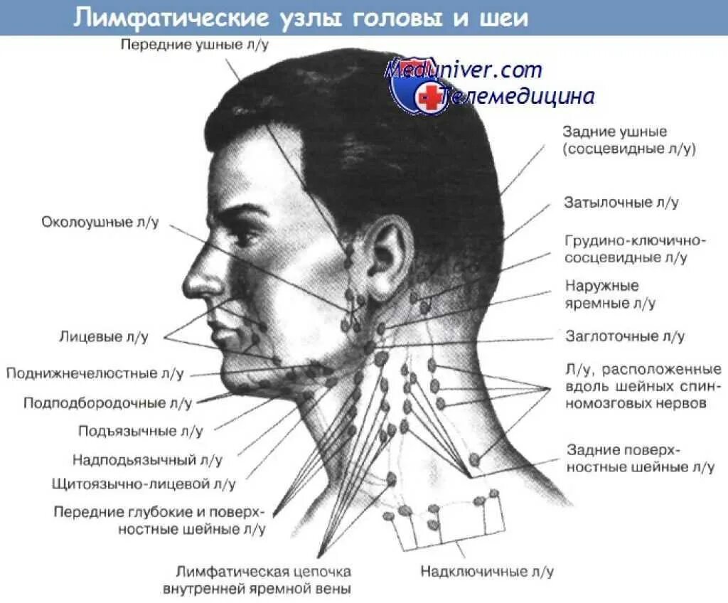 Картинки ШЕЙНЫЕ ПОДЧЕЛЮСТНЫЕ ЛИМФАТИЧЕСКИЕ УЗЛЫ