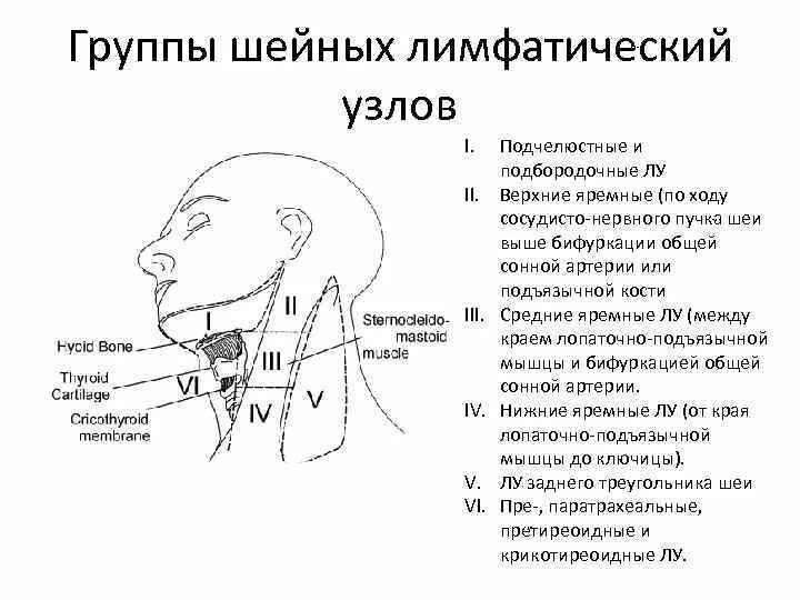 Подчелюстные лимфоузлы расположение схема Лимфатические узлы подчелюстные размеры