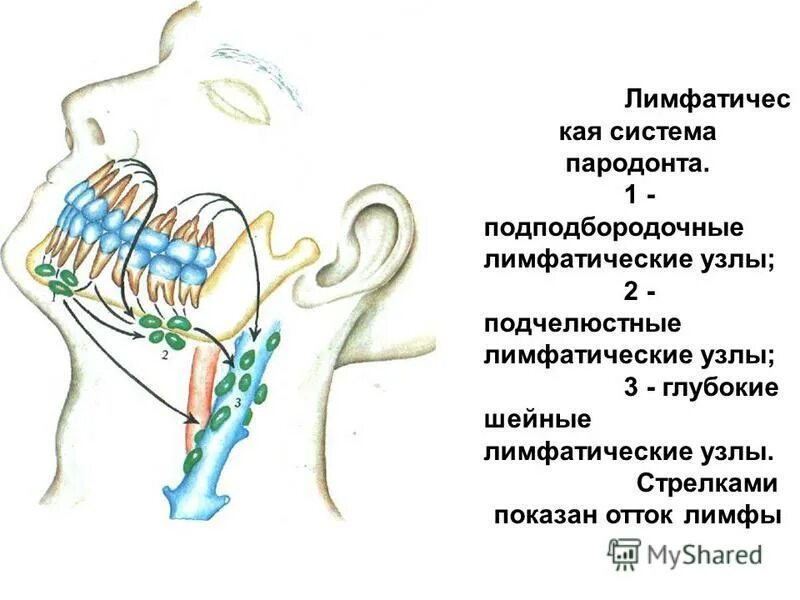 Подчелюстные лимфоузлы расположение схема Регионарные лимфоузлы увеличены: найдено 88 картинок