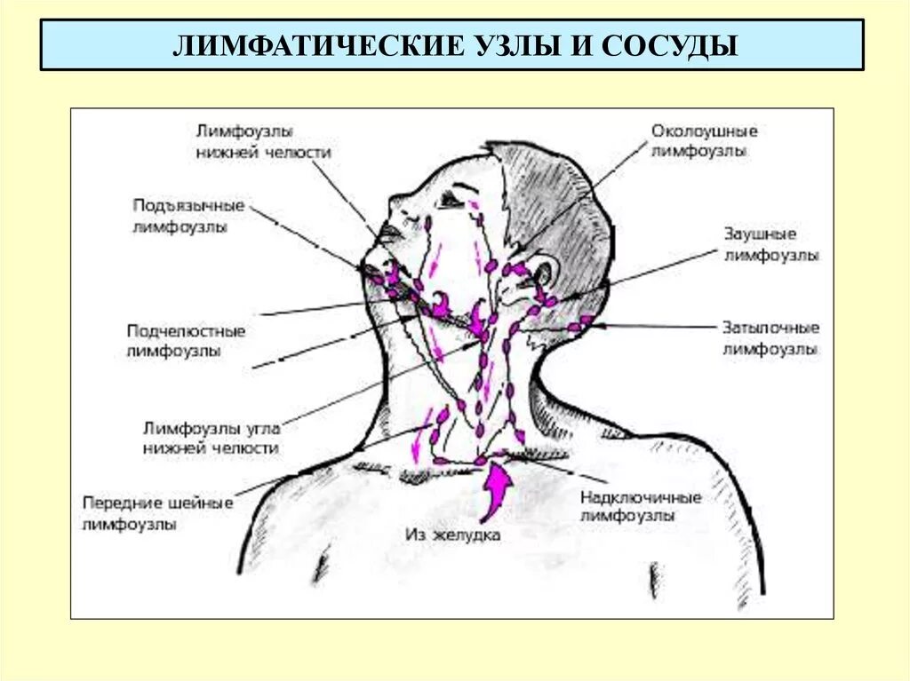 Подчелюстные лимфоузлы расположение схема Твердые лимфатические узлы