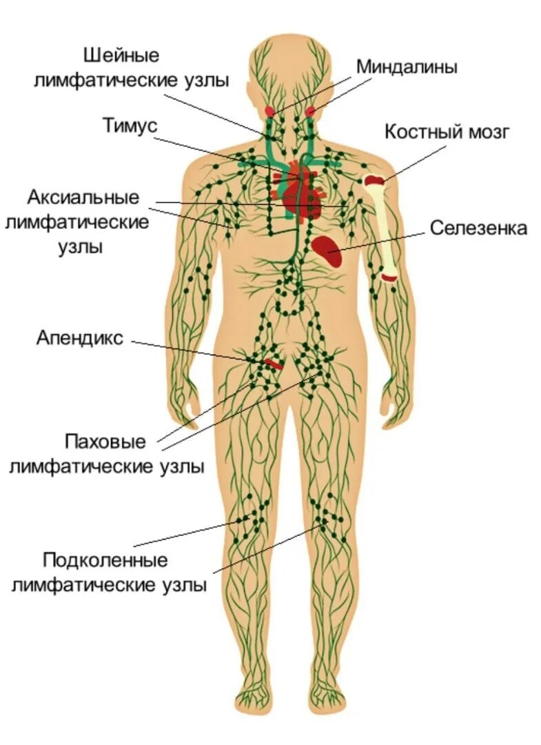 Подчелюстные лимфоузлы расположение схема Картинки ПРОХОДЯ ЧЕРЕЗ ЛИМФАТИЧЕСКИЕ УЗЛЫ