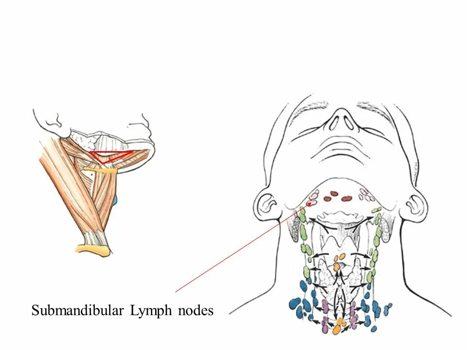 Подчелюстные лимфоузлы расположение схема Neck Region PA 544 Clinical Anatomy. Anterior Surface. - ppt download