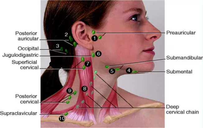 Подчелюстные лимфоузлы расположение схема Neck Lymph Node Locations Lymph massage, Lymph glands, Lymph nodes