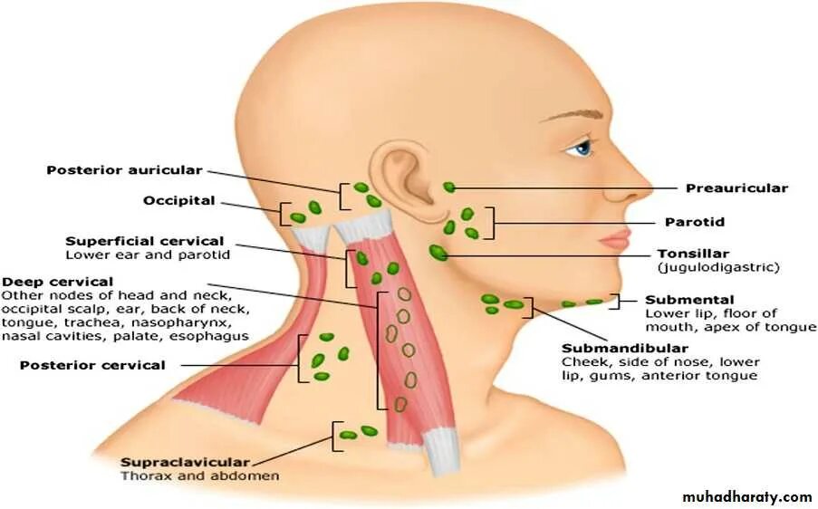 Подчелюстные лимфоузлы расположение схема Картинки ШЕЙНЫЕ ПОДЧЕЛЮСТНЫЕ ЛИМФАТИЧЕСКИЕ УЗЛЫ