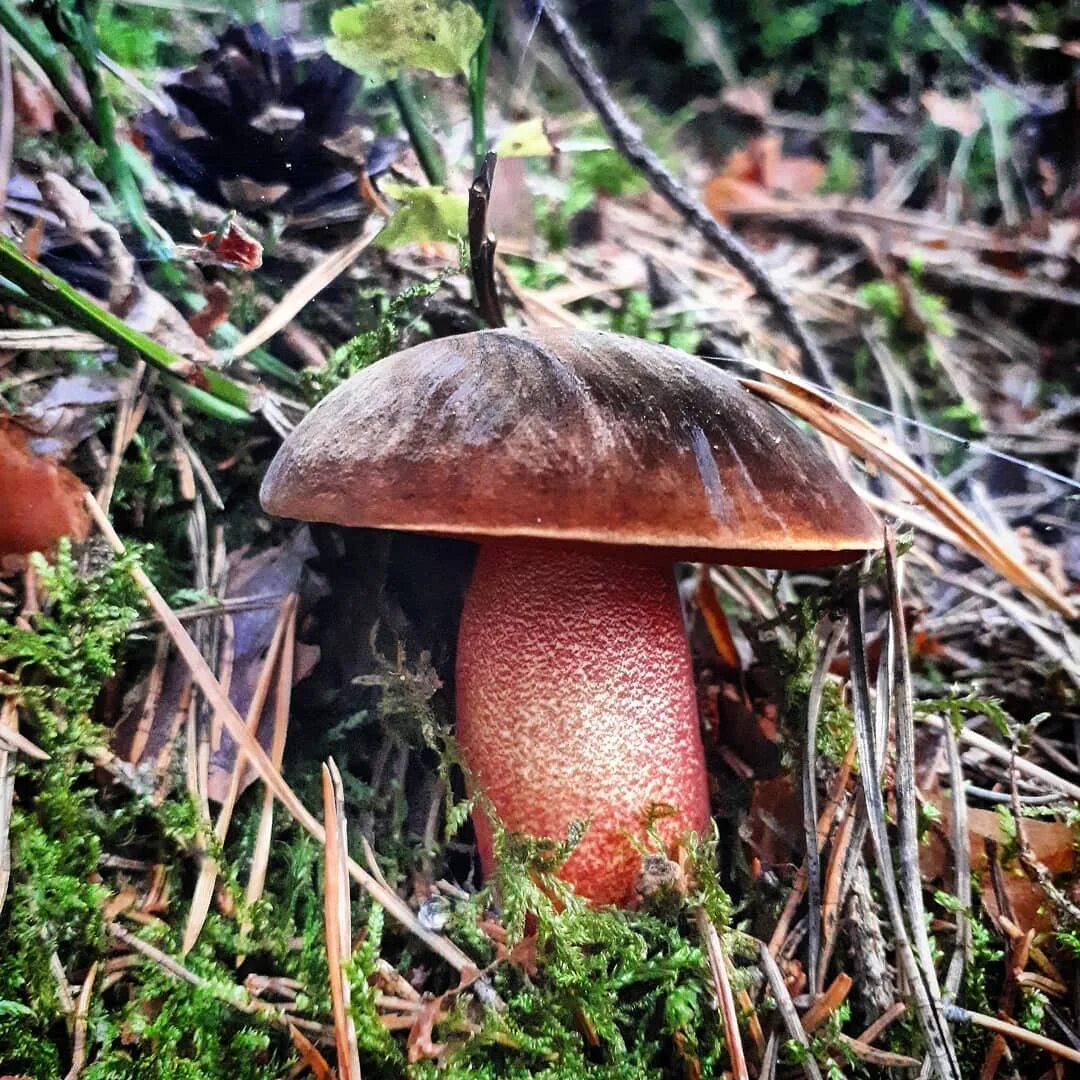 Поддубник гриб фото Дубовик крапчатый (Neoboletus erythropus): описание, где растет, как отличить, ф