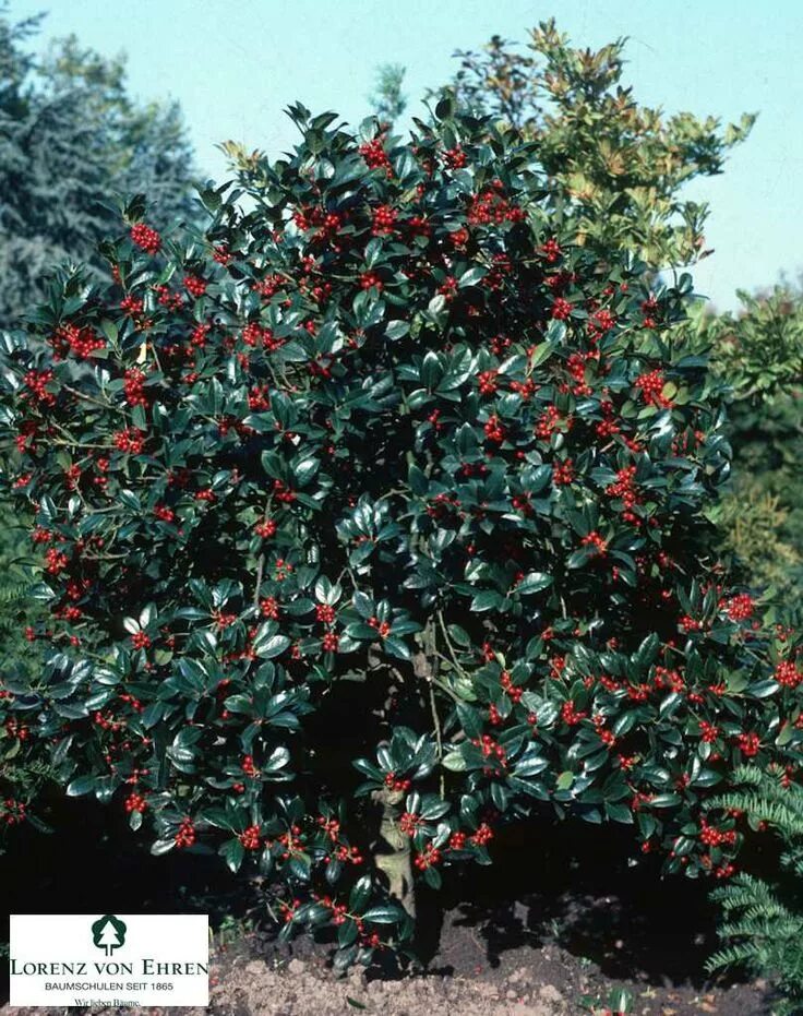Поддубник кустарник фото Pin de J Rosselló en XEROJARDINERIA