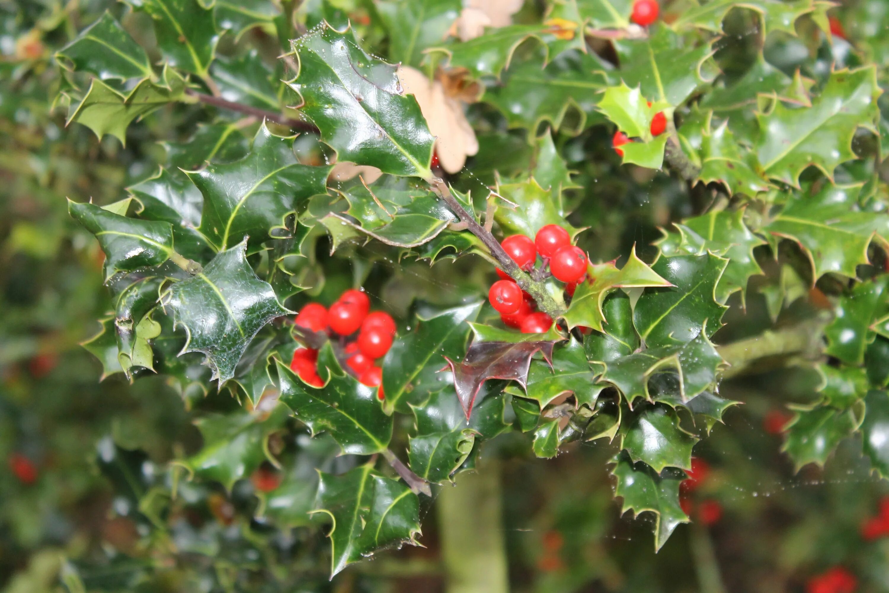 Поддубник кустарник описание фото Free Images : tree, branch, fruit, berry, leaf, flower, food, produce, evergreen