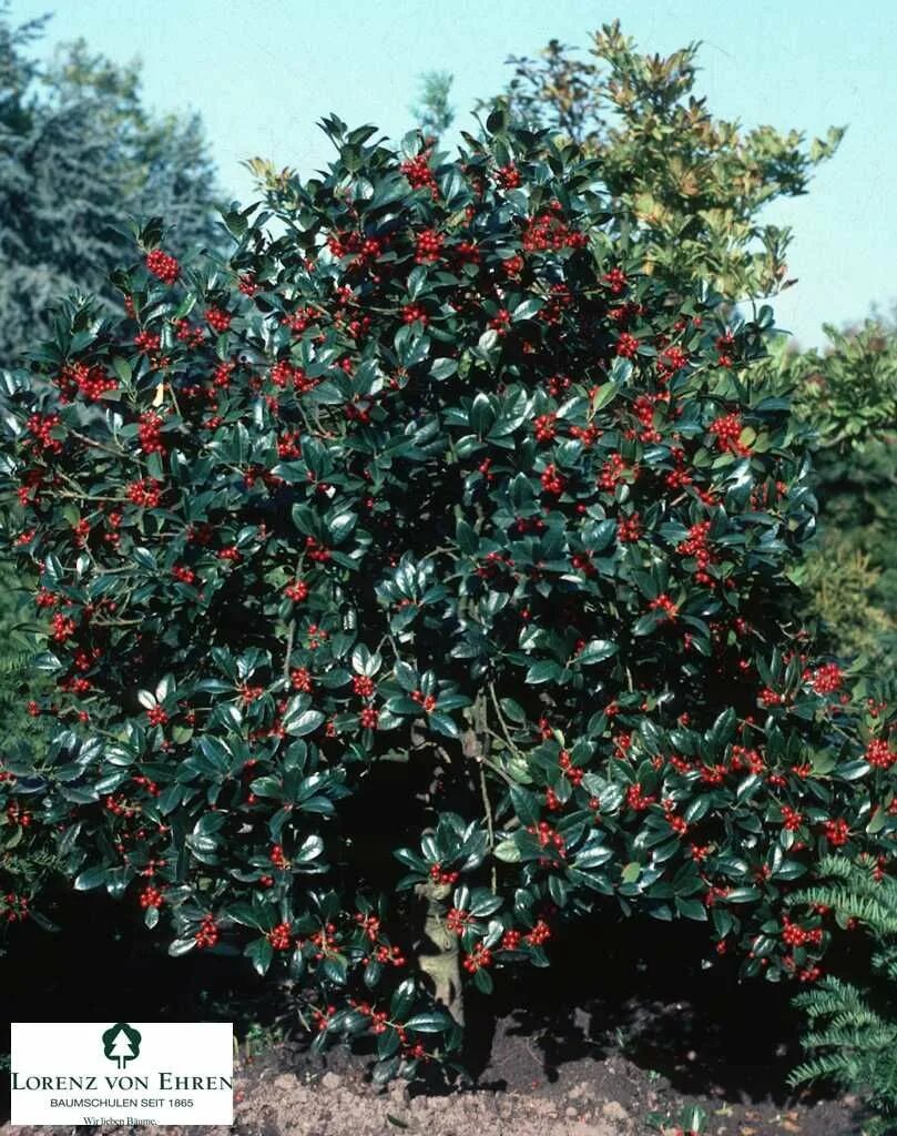 Поддубник кустарник описание фото Pin en XEROJARDINERIA