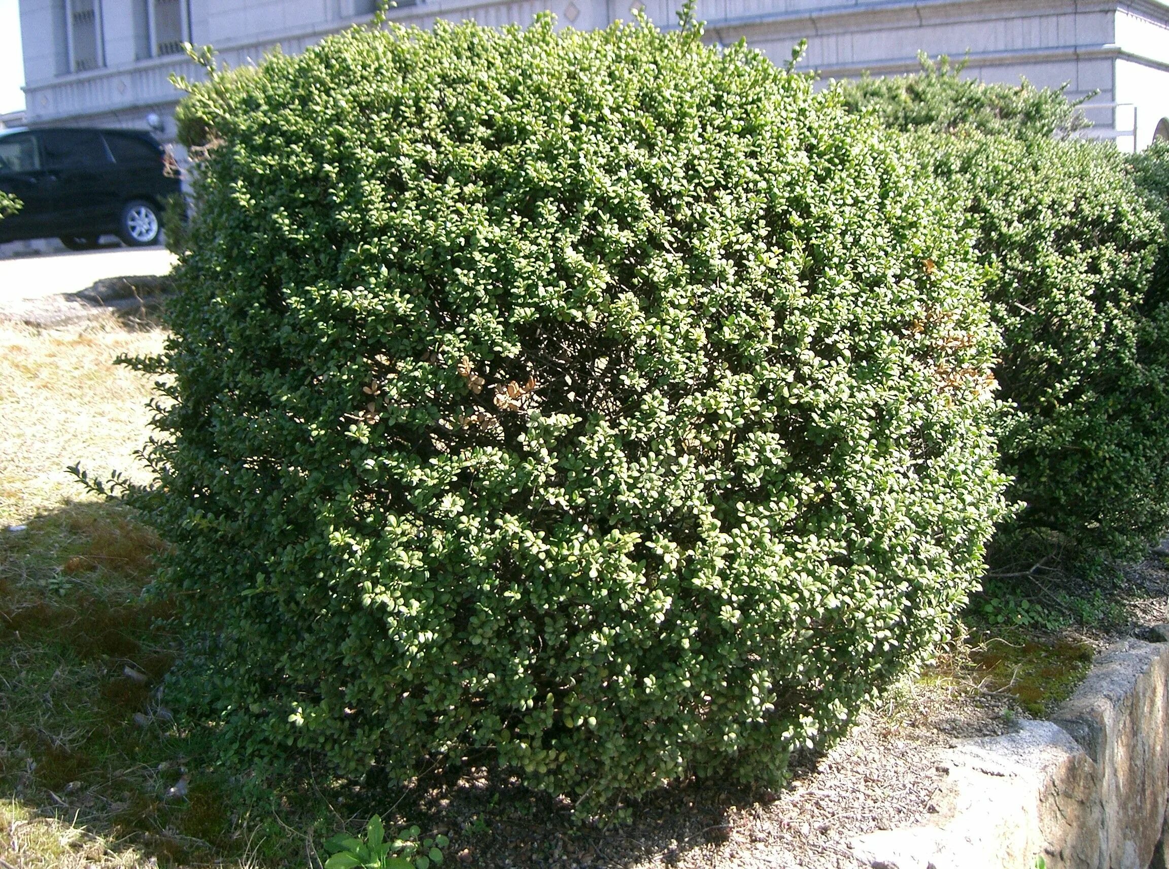 Поддубник кустарник описание фото File:Ilex crenata f bullata3.jpg - Wikimedia Commons