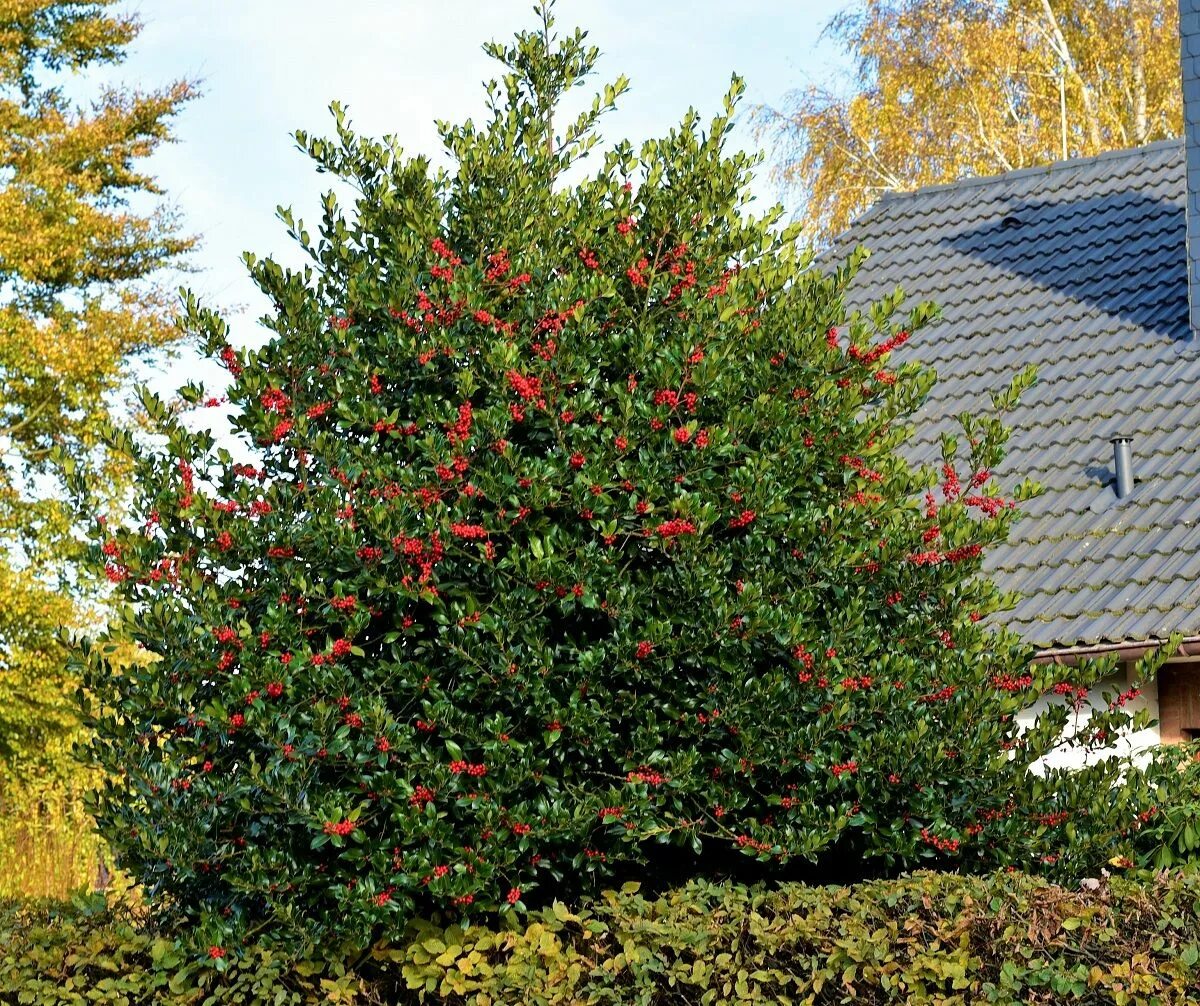 Поддубник кустарник описание фото Падуб гостролистий Аляска Ilex aquifolium Alaska - купити декоративні та хвойні 