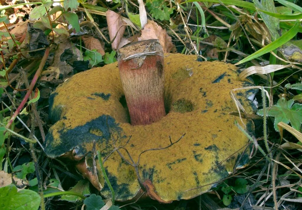 Поддубовик гриб фото Boletus (suillellus) luridus, Дубовик обыкновенный (оливково-бурый)