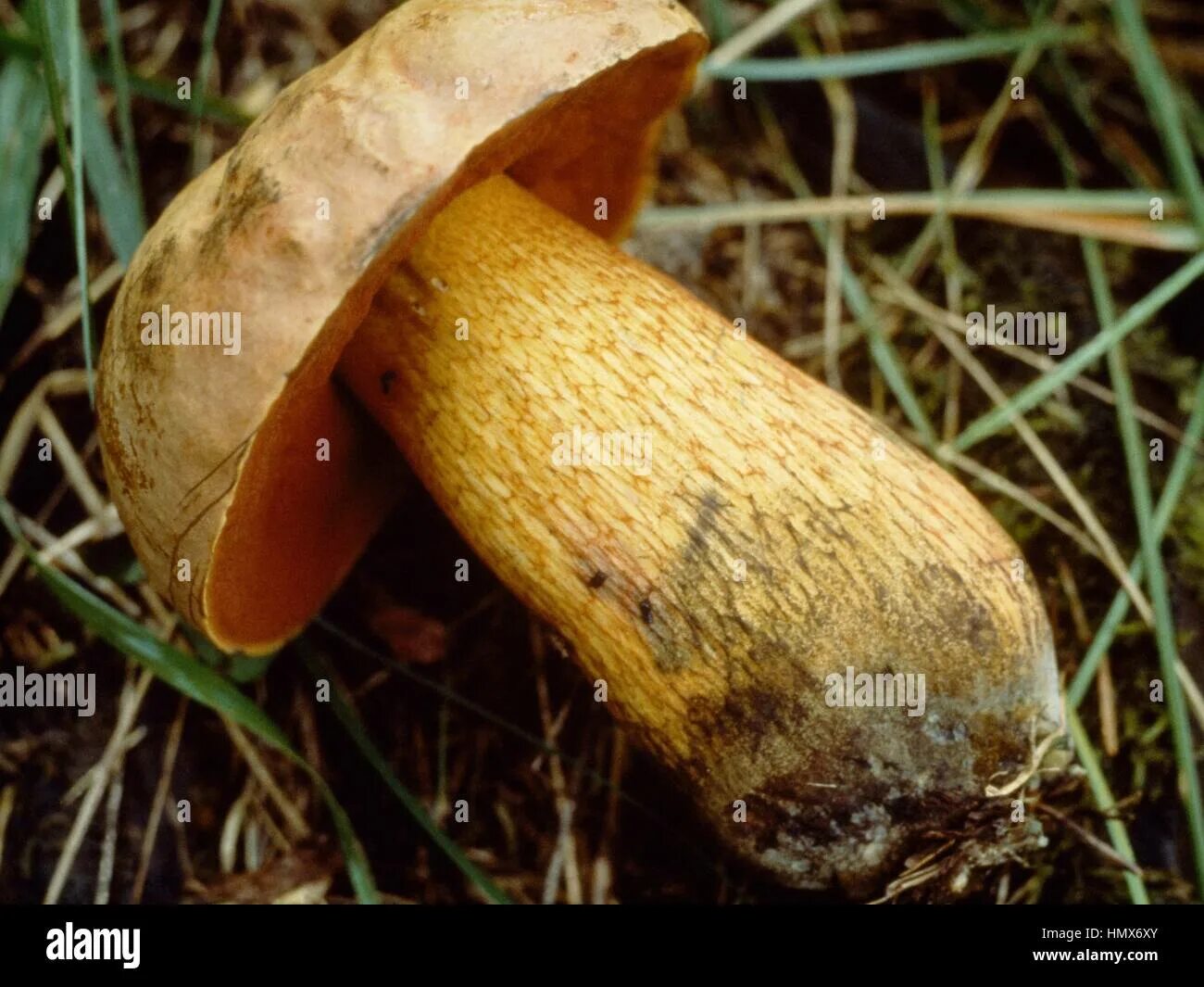 Поддубовик гриб фото Lurid Bolete (Boletus luridus), Boletaceae Stock Photo - Alamy