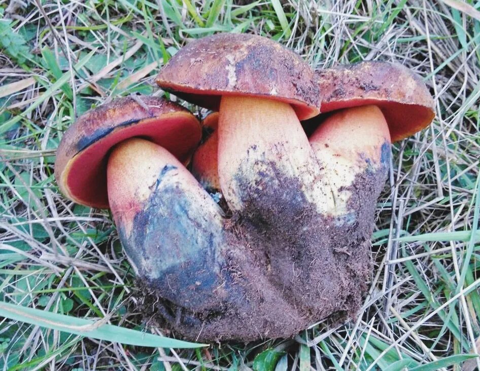 Поддубовик гриб фото Today’s story is about Mushroom. Many mushroom pickers are afraid to collect the