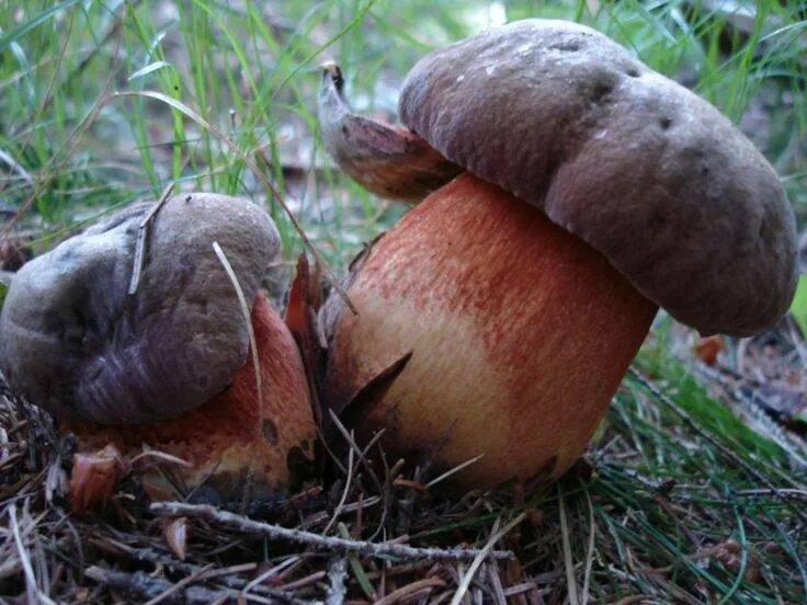 Поддубовик гриб фото Arrivano i Boletus 09-07-2006 , Forum Natura Mediterraneo Biologia marina, Anima