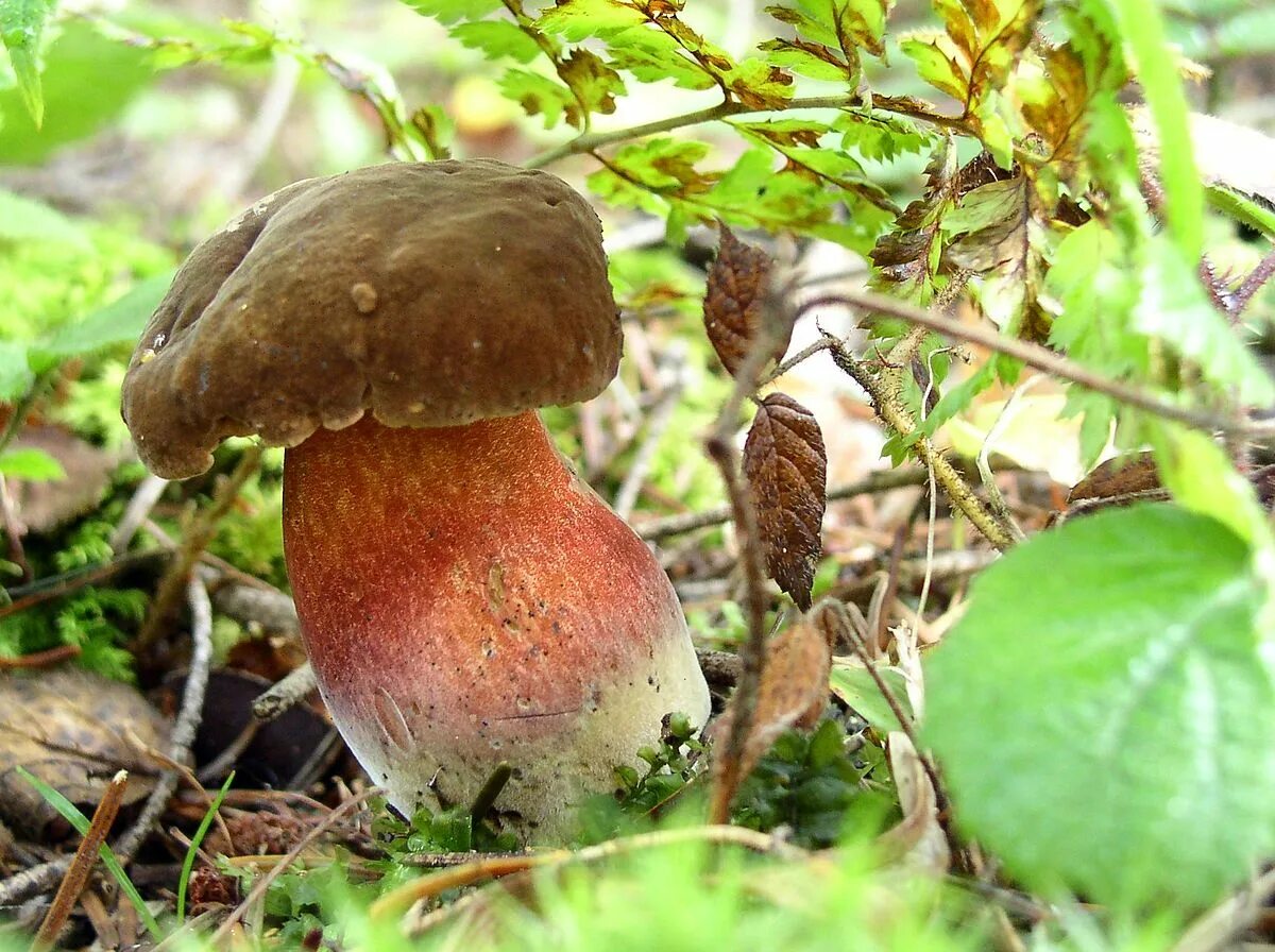 Поддубовик гриб фото Файл:Boletus erythropus 01.jpg - Википедия