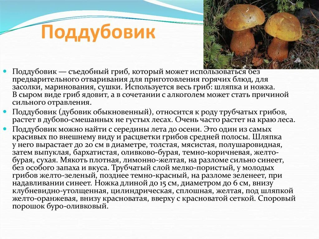Поддубовик гриб фото и описание Съедобные грибы - презентация онлайн