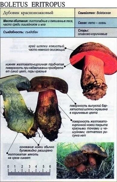 Поддубовик гриб фото и описание The evidence is brief facts. It's a speckled or red-footed. Dubovik speckled - a
