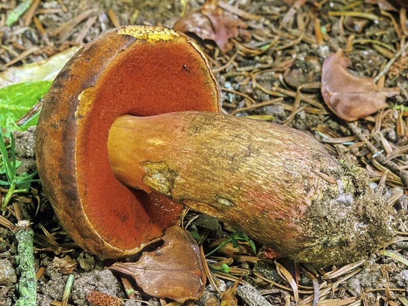 Поддубовик гриб фото и описание Болет красноножковый (Neoboletus erythropus) фото и описание