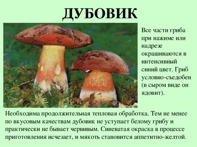 Поддубовик гриб фото и описание приготовление Презентация для начальных классов "Съедобные грибы"
