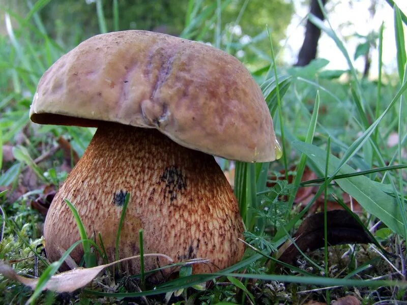 Поддубовик гриб фото и описание приготовление Файл:Boletus luridus 3.jpg - Вікіпедія