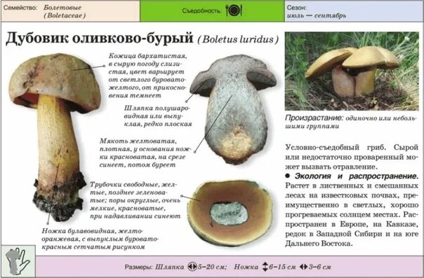 Поддубовик гриб фото и описание приготовление Дары лесов Урала. Грибы Екатеринбурга и области Определитель грибов - 80 фотогра