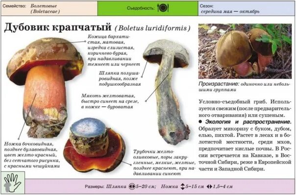 Поддубовик гриб фото и описание приготовление Дары лесов Урала. Грибы Екатеринбурга и области Определитель грибов - 80 фотогра