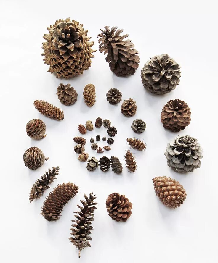 Поделка из шишек разных хвойных деревьев фото Stunning Pine Cone Galaxy Collection