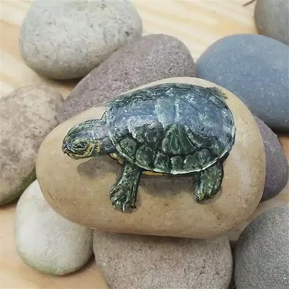 Поделки из мелких камушков черепаха фото Ann Wanamaker on Instagram: "So cute !!!! #turtles #rockartist #paintedrocks #pe