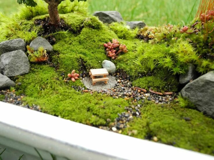 Поделки из мха своими руками фото LIVE MOSS for Miniature Gardens, Moss Garden, Terrariums, Fairy Gardens or Garde