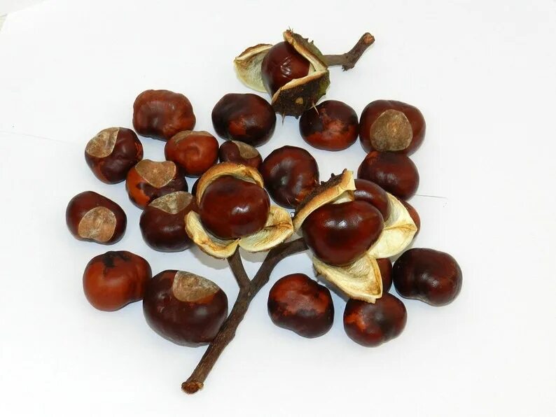 Поделки из плодов каштана фото для детей 50pcs Real Horse Chestnuts Dried Horse Chestnutsnatural Etsy