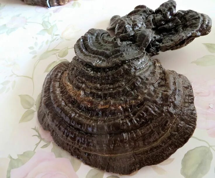 Поделки из трутовика своими руками фото моими руками. Desserts, Food, Cake