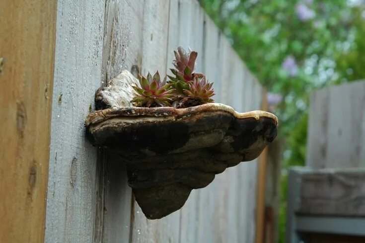 Поделки из трутовика своими руками фото Pin on Garden