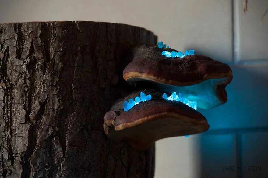 Поделки из трутовика своими руками фото We Create Night Lamps Out Of Hand-Picked Crystals, Fallen Timber And Tree Mushro