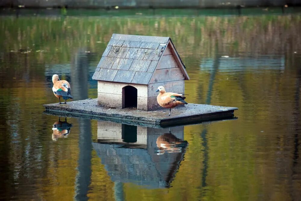 Поделки самоделки домик для уточки DIY Floating Duck House Plans