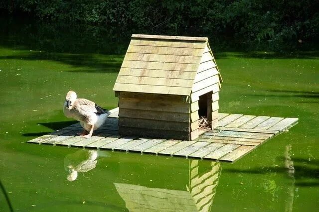 Поделки самоделки домик для уточки The Pros and Cons of Ducks on the Homestead Duck house plans, Duck house diy, Du