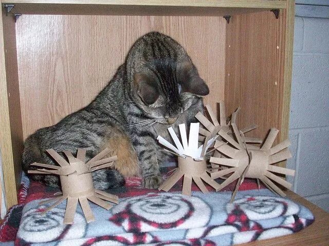 Поделки самоделки кот 10 (Almost) Free Cat Toys Homemade cat toys, Cat diy, Free cats