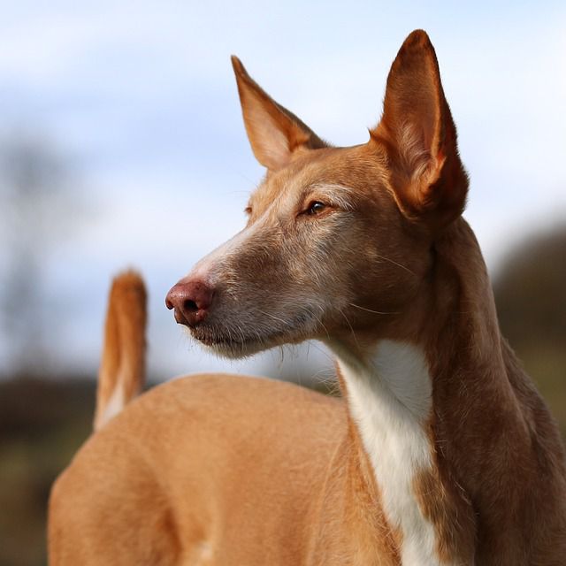 Поденко фото собаки Miasto Menda Warunek wstępny czysto podenco puppies mieszanka Elastyczny Przypus