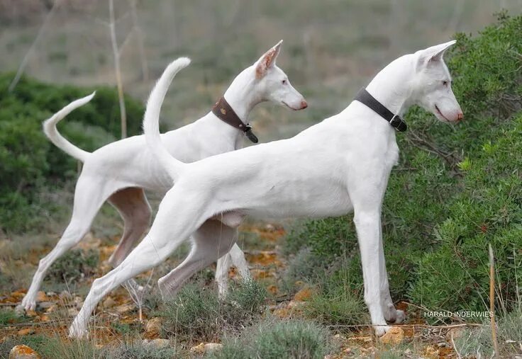 Поденко фото собаки Podenco Ibicenco Dogs, Ibizan hound, Beautiful dogs