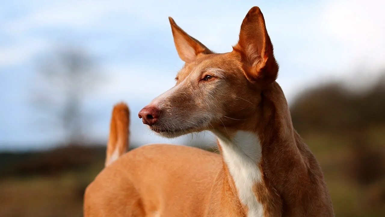 Поденко ибиценко фото собаки PODENCO ANDALUZ - YouTube