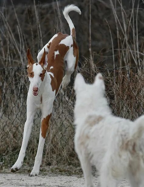 Поденко ибиценко порода собак фото 420 The Dogs ideas in 2021 dogs, whippet, sighthound