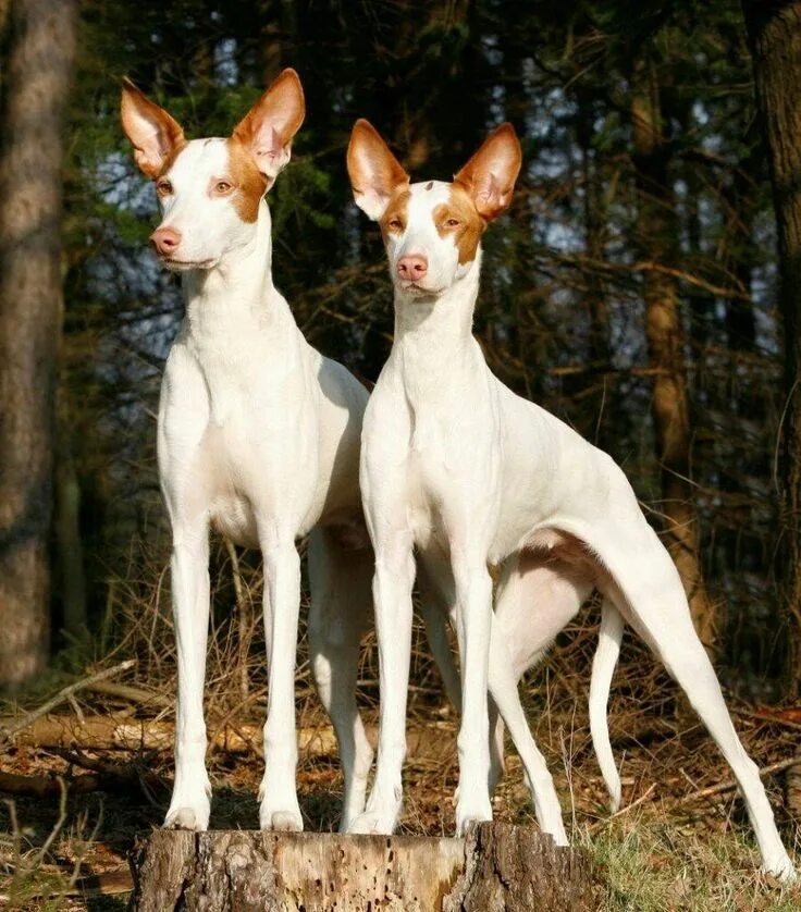 Поденко ибиценко порода собак фото Podenco Ibicenco Whippet dog, Beautiful dogs, Ibizan hound