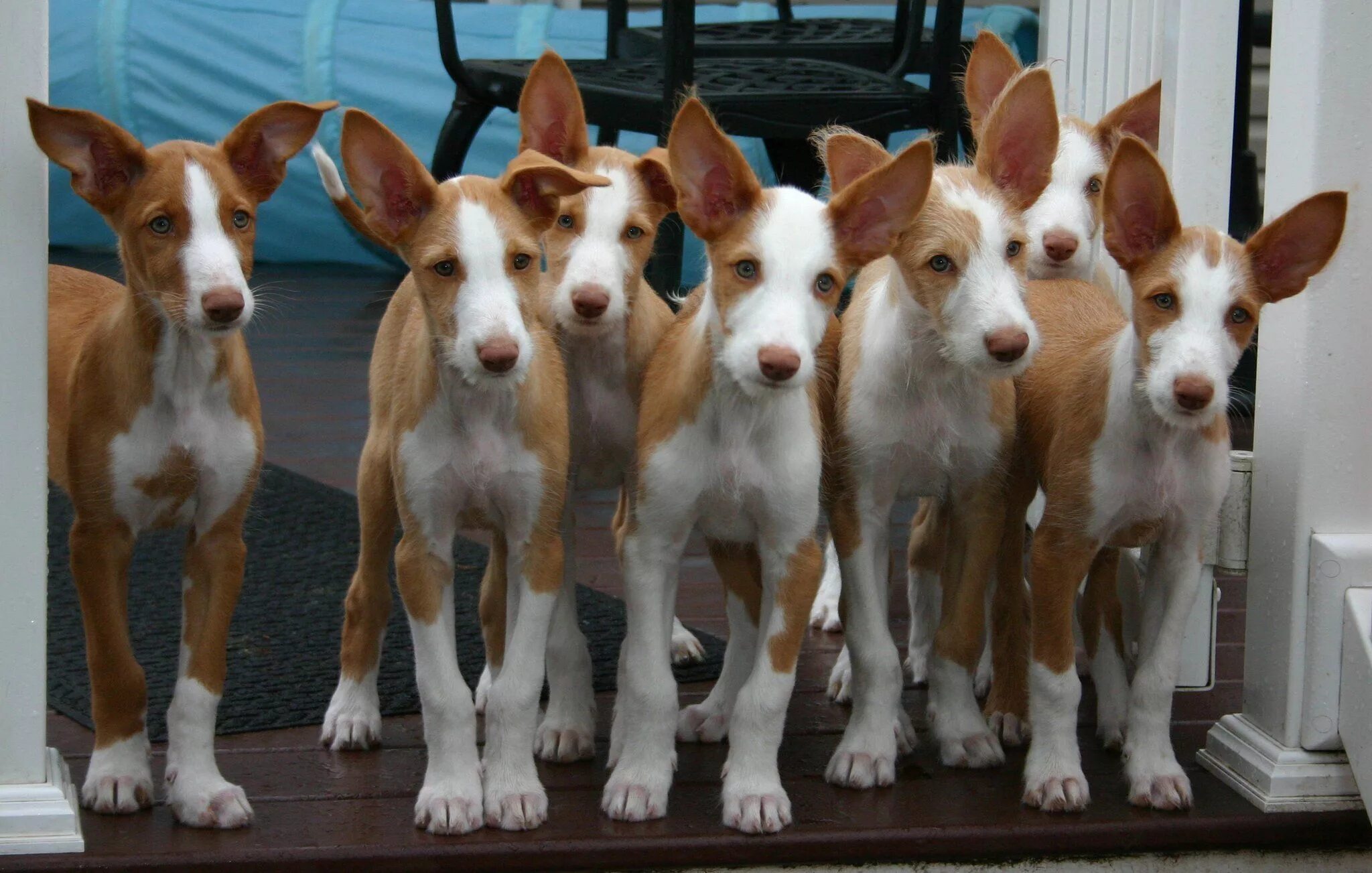 Поденко ибиценко порода собак фото Wire Ibizan Hound litter Борзые, Собачки, Охотничьи собаки