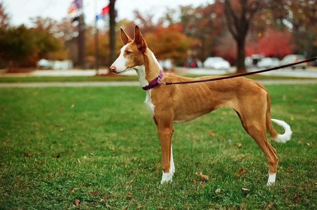 Поденко порода собак фото Ibizan Hound - The Breed Archive