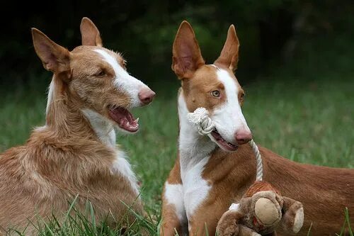 Поденко порода собак фото wire haired and smooth Ibizan hound, Fluffy animals, Dog breeds