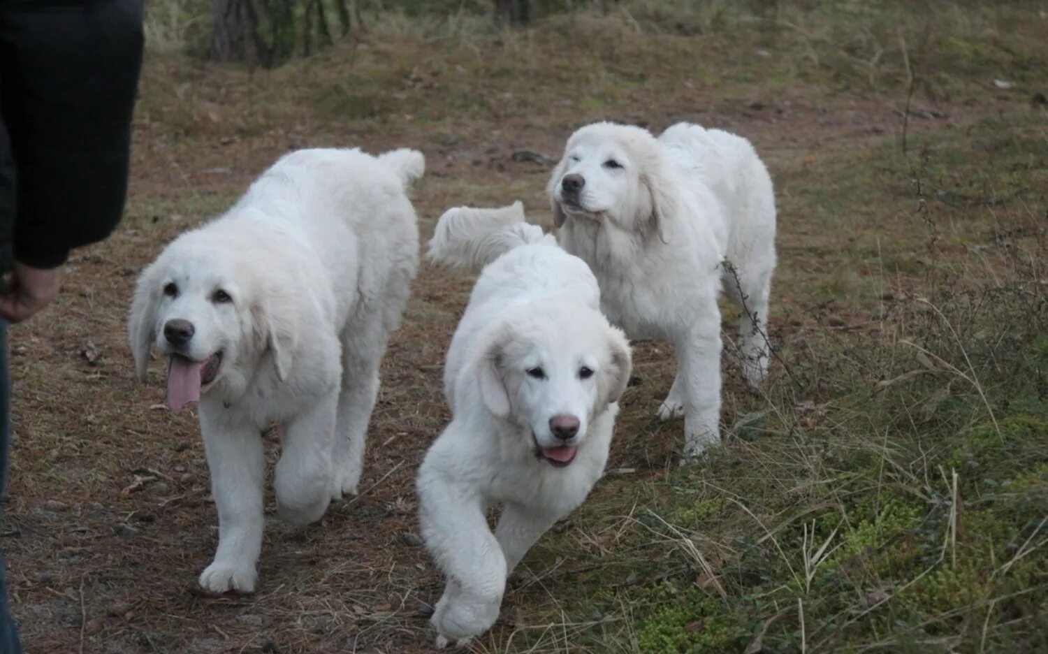 Подгалянская овчарка фото Pyrenean Shepherd vs Polish Tatra Sheepdog - Breed Comparison