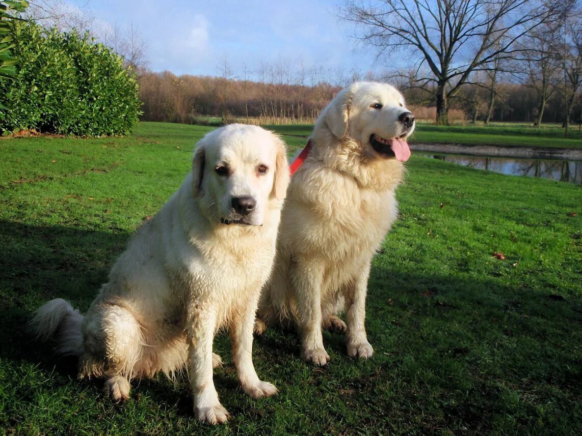 Подгалянская овчарка фото Tatras from the Owczarek Podhalanskis-kennel breed Best farm dogs, Farm dogs, Sh