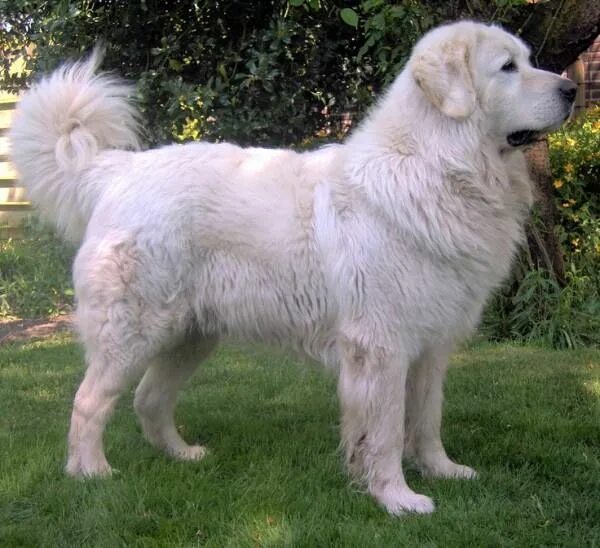 Подгалянская овчарка фото Tátrai juhászkutya: nagy felülvizsgálata a fajta (+ fotók) White dog breeds, Dog