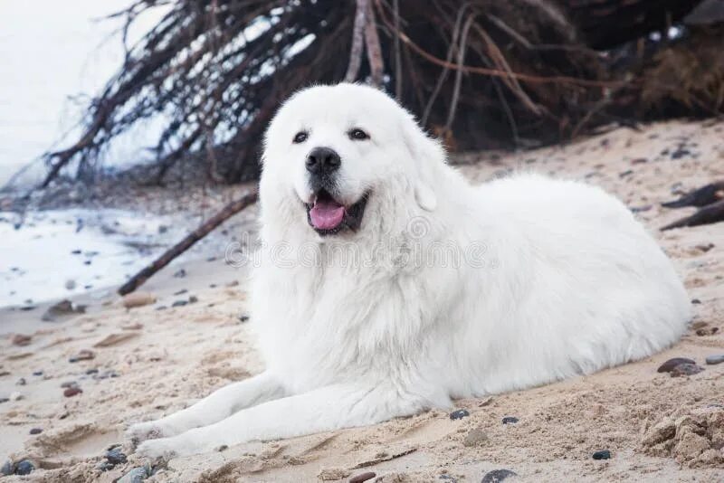 Подгалянская овчарка фото 187 Sheepdog Tatra стоковые фото - бесплатные и стоковые фото RF от Dreamstime